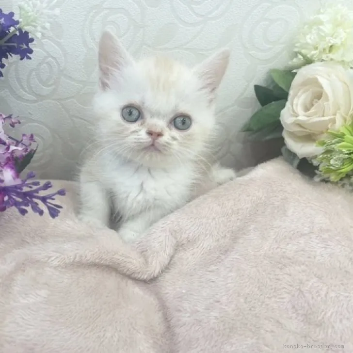 ID:2304-02122の子猫