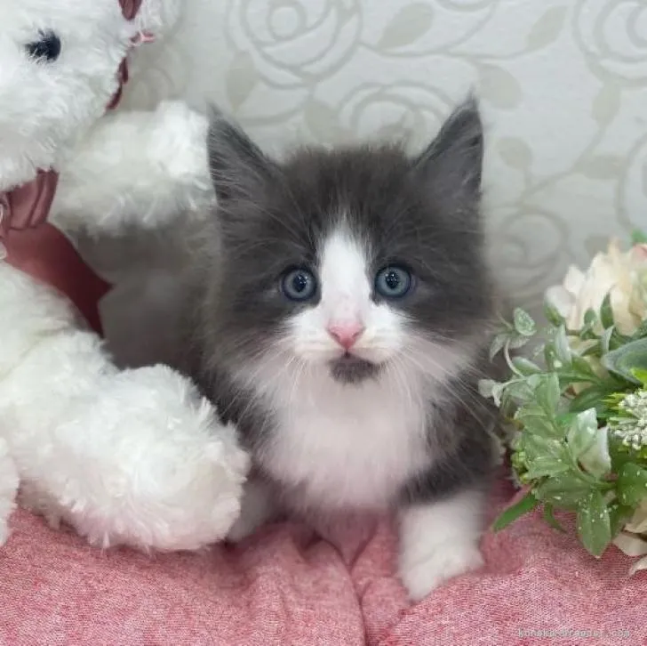 ID：2208-01826の子猫