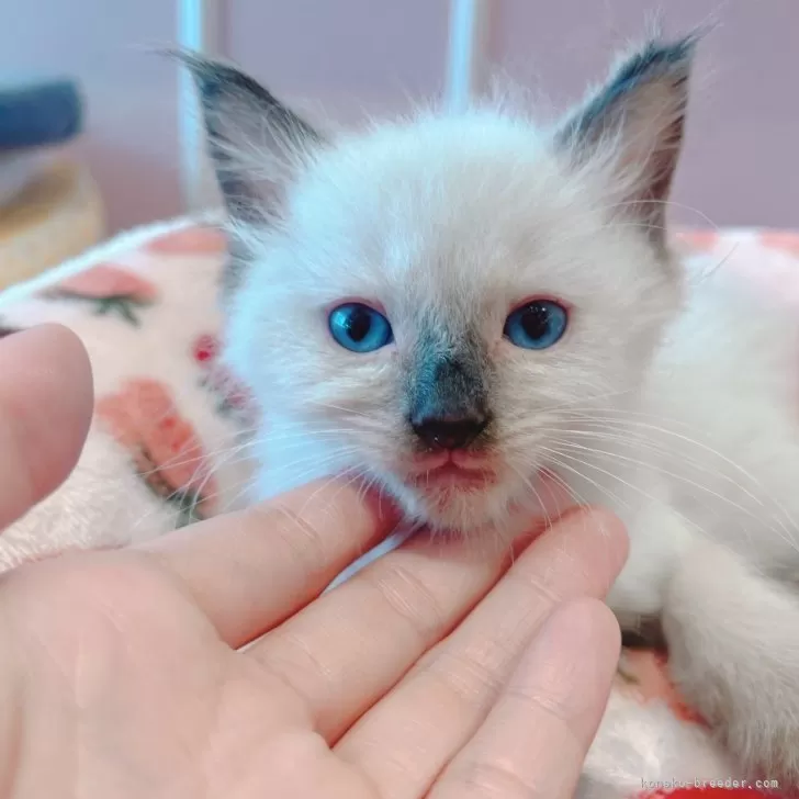 ID：2403-00924の子猫