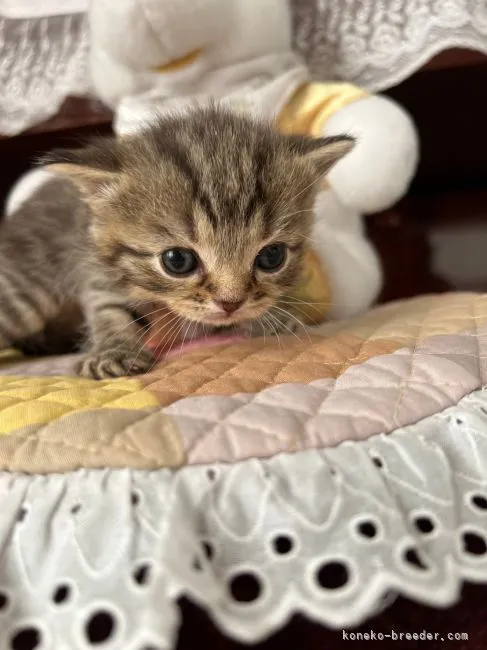 ID：2204-00663の子猫