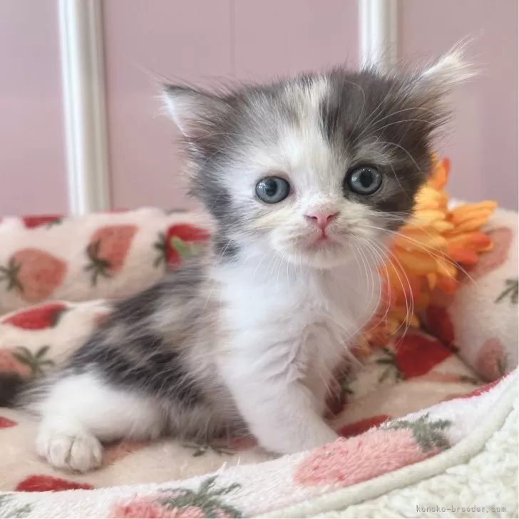 ID:2408-02944の子猫