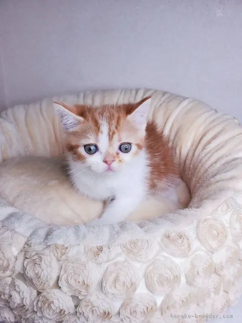 ID:2108-01595の子猫