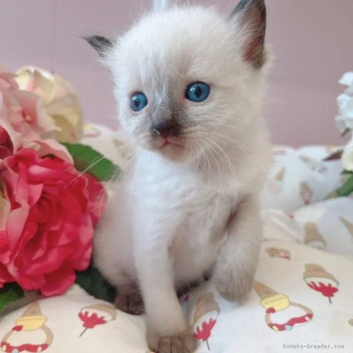 ID:2306-01601の子猫