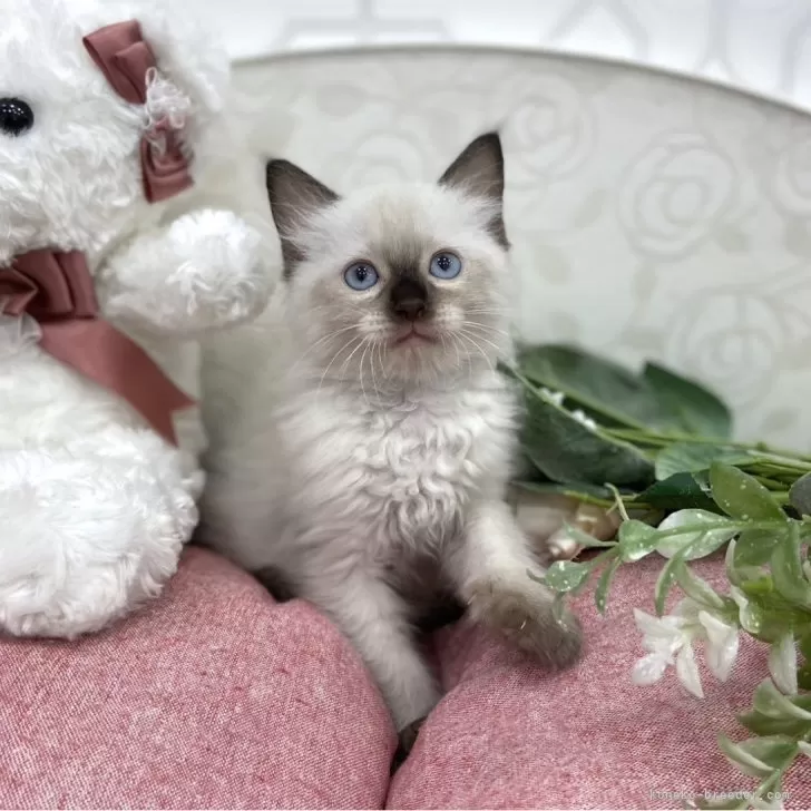 ID:2404-03590の子猫