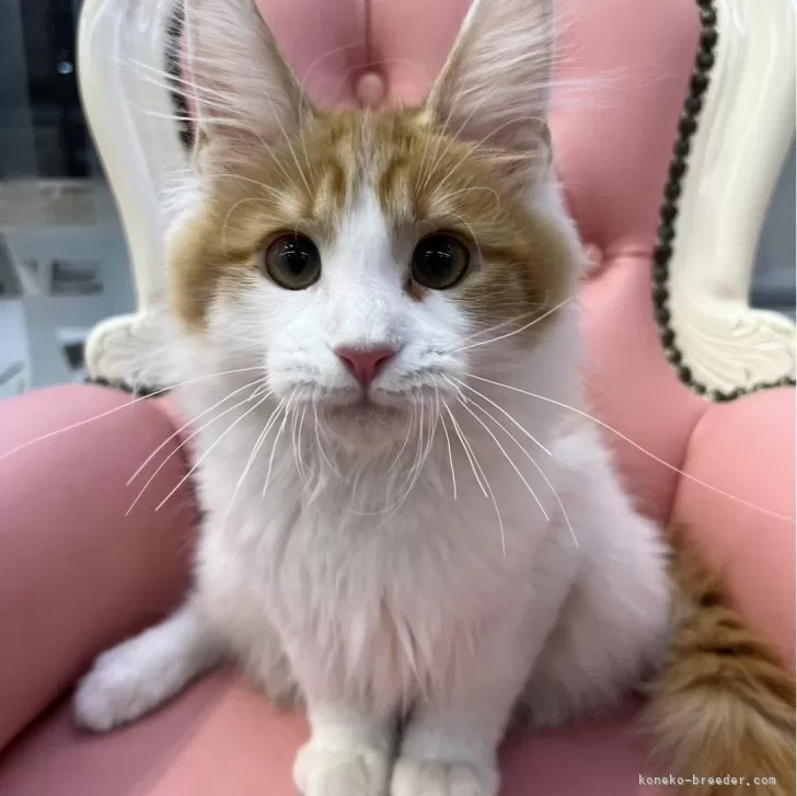 ID:2407-01326の子猫