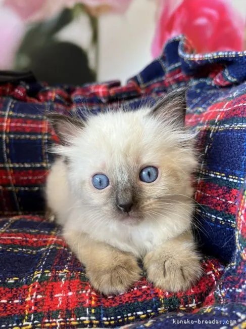 ID:2201-01114の子猫