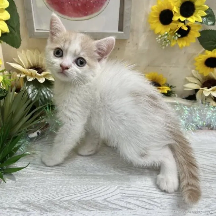 ID:2307-00375の子猫
