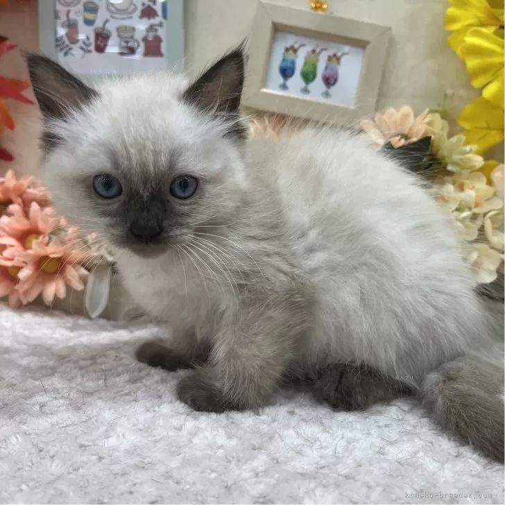 ID:2410-03117の子猫
