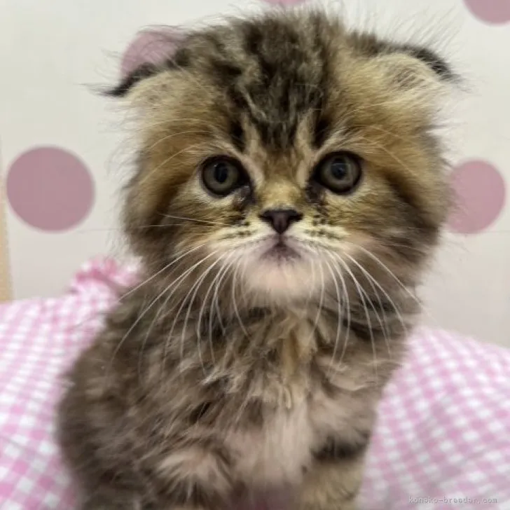 ID：2305-03590の子猫