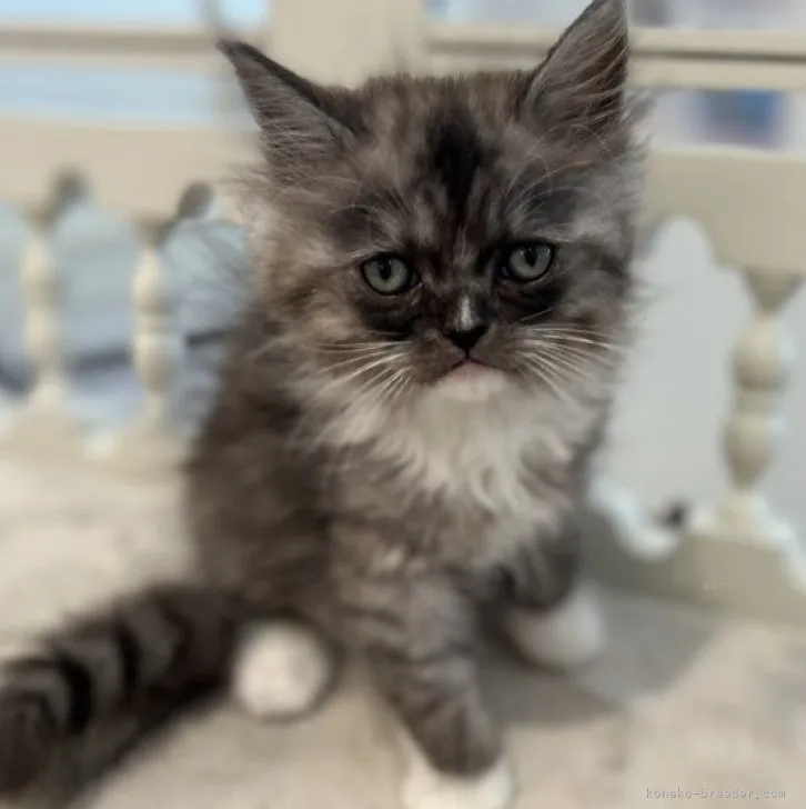 ID：2310-02177の子猫