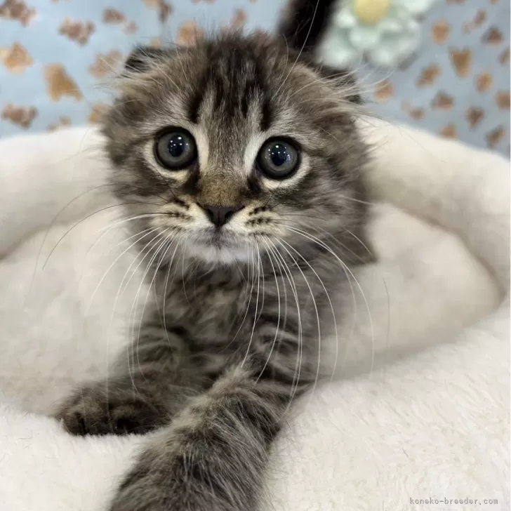 ID：2404-01447の子猫