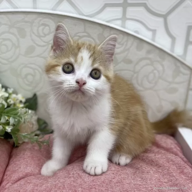 ID：2404-00842の子猫