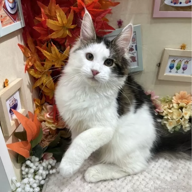 ID：2407-01330の子猫