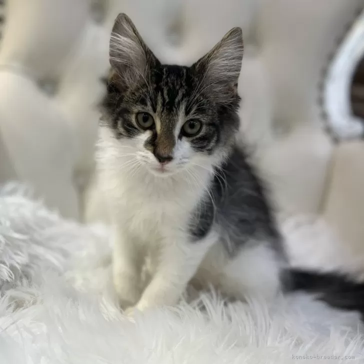 ID：2405-02504の子猫