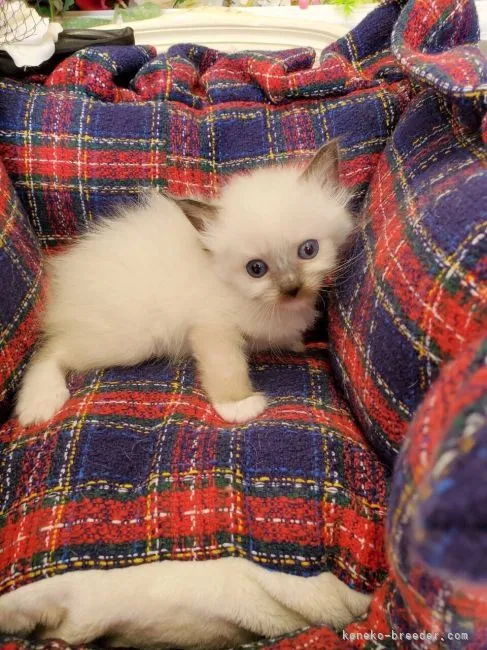 ID：2112-01186の子猫