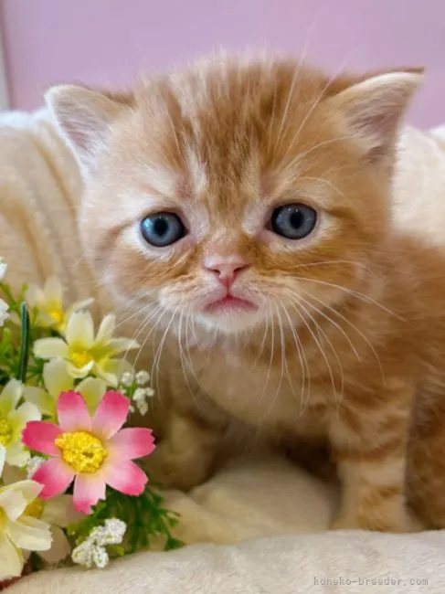 ID:2204-00095の子猫