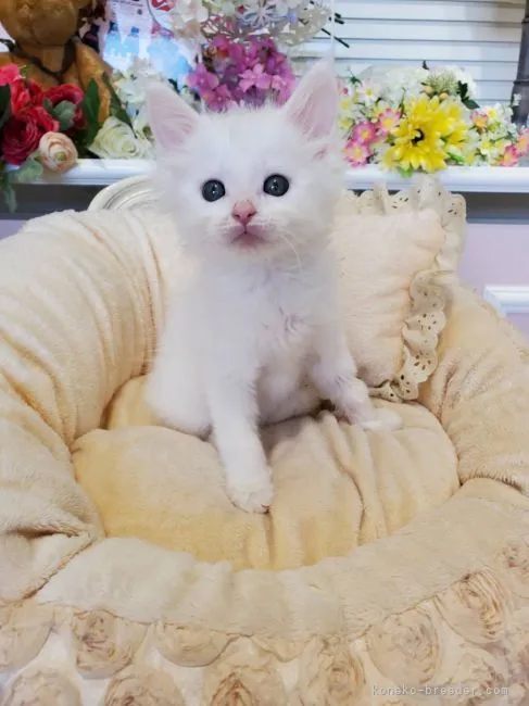 ID:2202-01184の子猫
