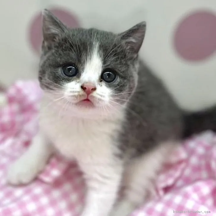 ID：2306-01960の子猫