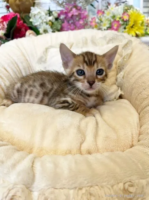 ID：2203-00179の子猫