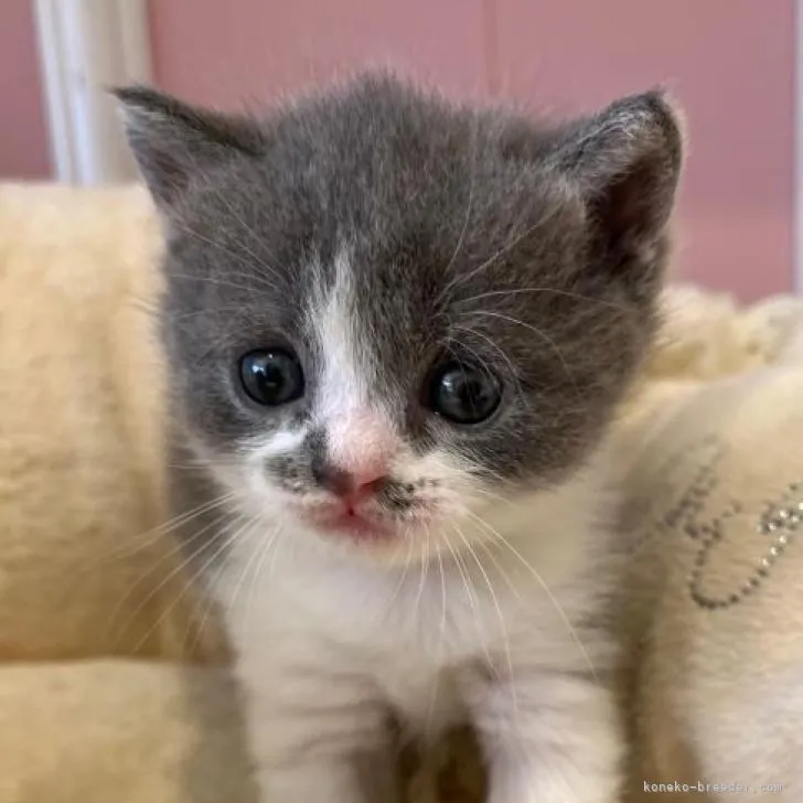 ID：2206-00820の子猫