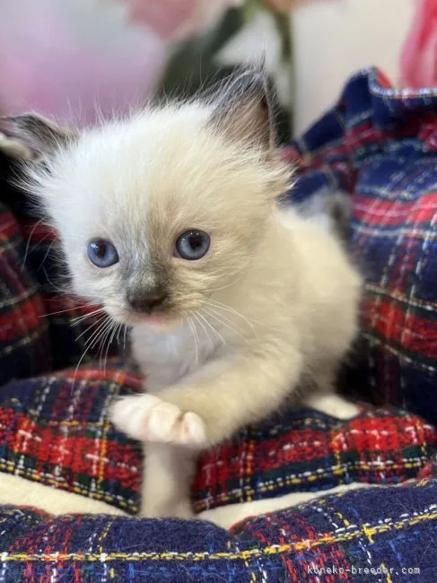 ID:2202-00510の子猫