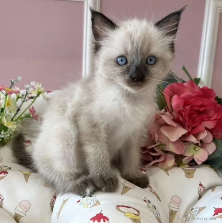 ID:2301-01302の子猫