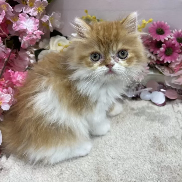 ID：2403-01602の子猫