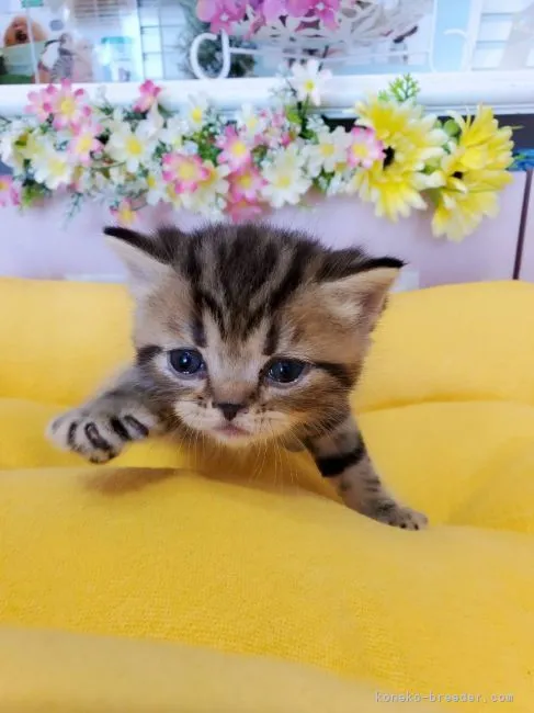 ID：2108-01598の子猫