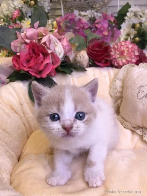 ID：2106-01009の子猫