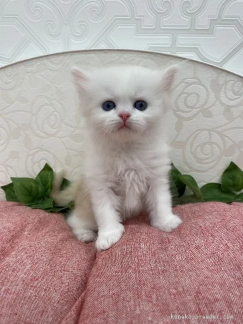 ID:2111-00091の子猫