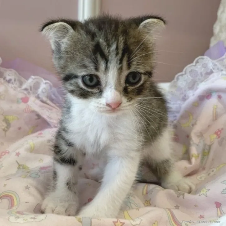 ID：2308-01724の子猫