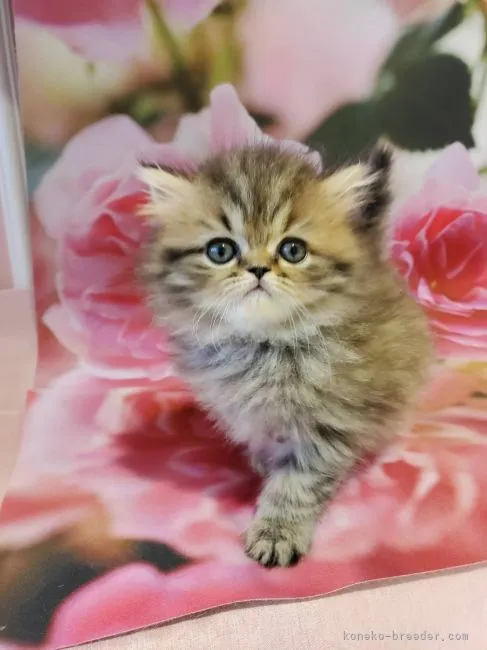 ID:2112-00247の子猫