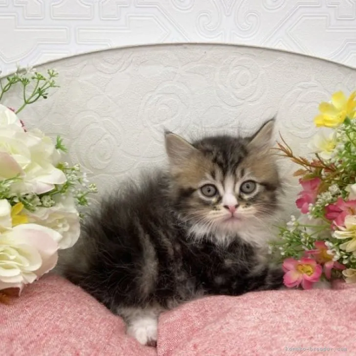 ID:2303-00658の子猫