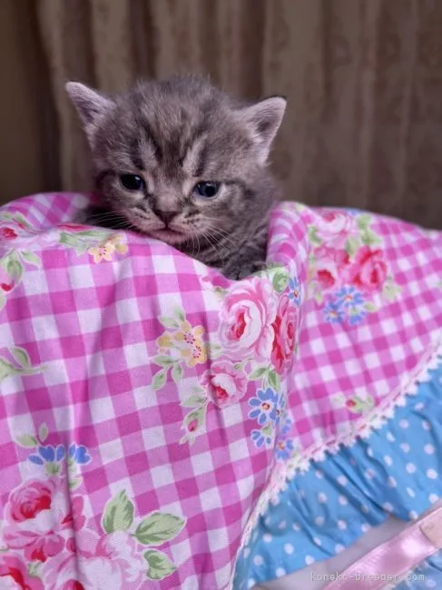 ID：2204-02700の子猫