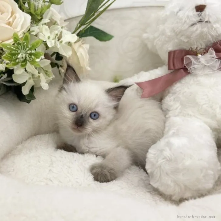 ID:2309-02216の子猫