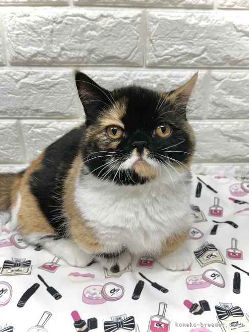 ID：2112-00796の子猫