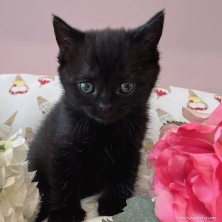 ID:2304-00377の子猫