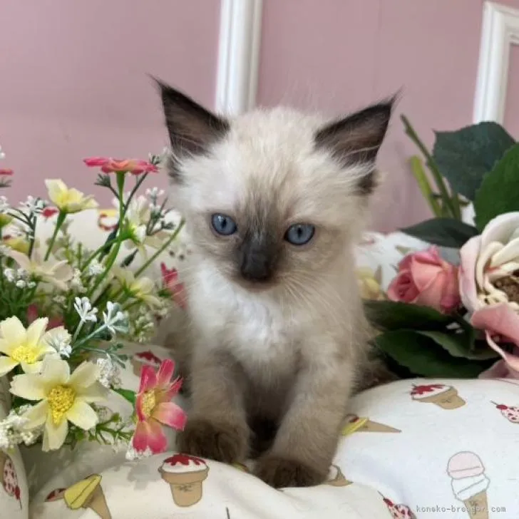ID：2301-01300の子猫