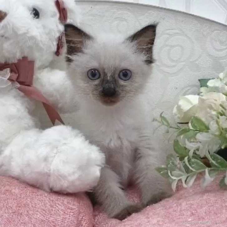 ID:2403-00921の子猫