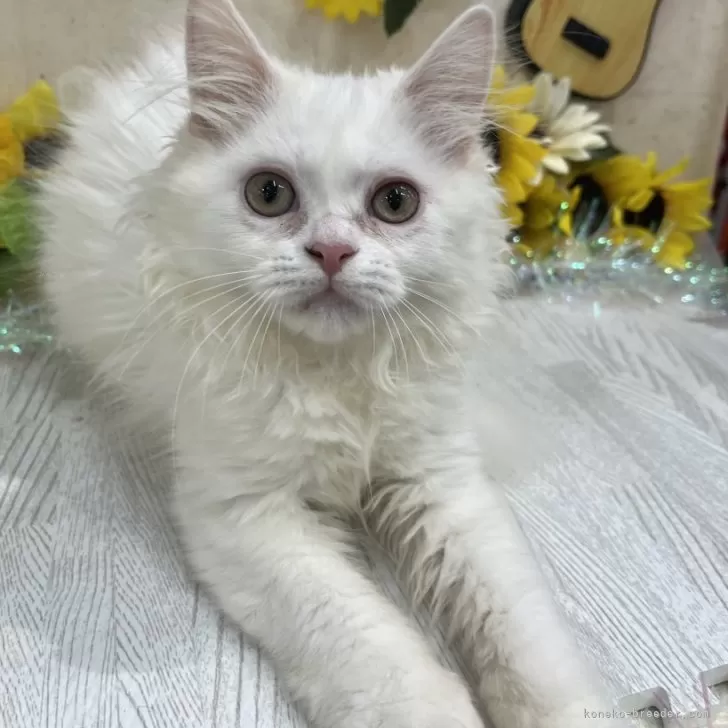ID:2405-03537の子猫
