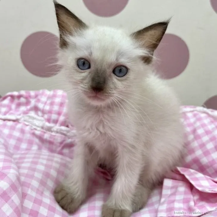 ID：2308-01093の子猫