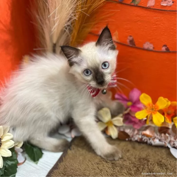 ID:2408-00154の子猫