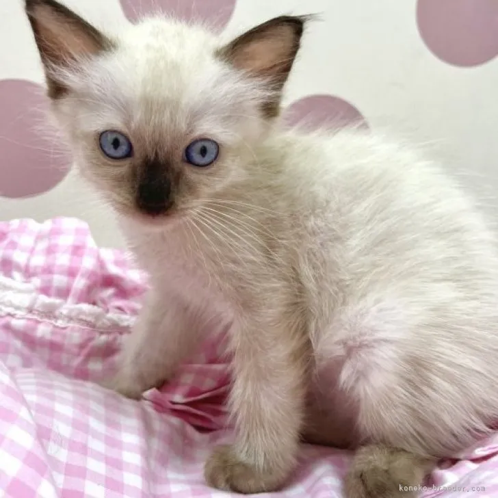 ID:2308-01087の子猫