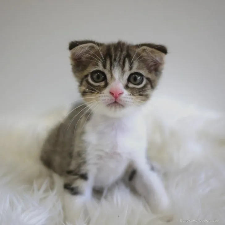 ID：2308-01725の子猫