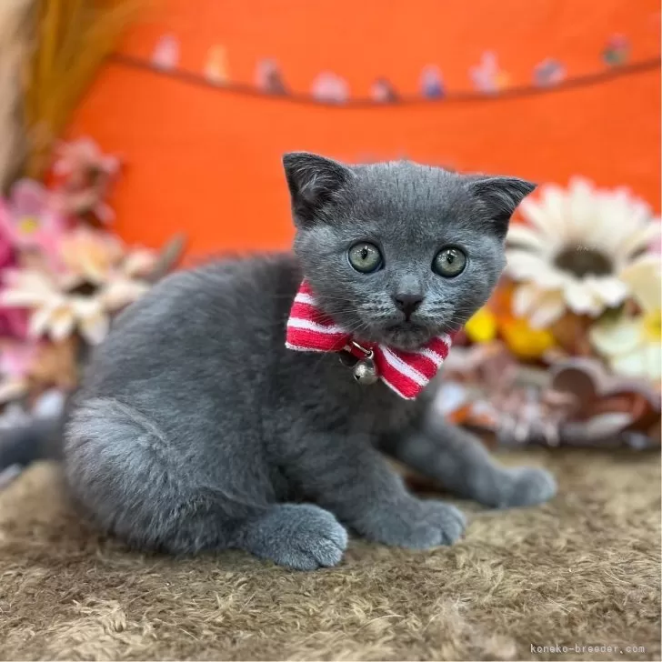 ID:2408-00151の子猫
