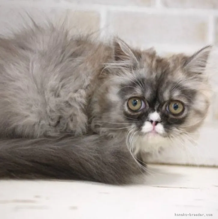 ID:2303-00692の子猫