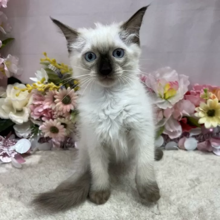 ID:2403-00920の子猫