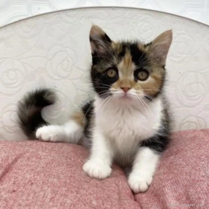 ID：2207-00738の子猫