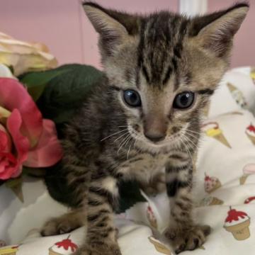 ベンガル【広島県・男の子・2022年7月3日・ブラウンスポッテドタビー】の写真「ﾍﾞﾝｶﾞﾙの子猫生まれました♪」