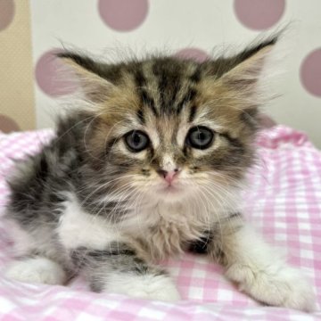 スコティッシュフォールド(立ち耳)【広島県・女の子・2023年7月22日・ブラウンタビー&ホワイト】の写真「たれ目のかわいこちゃん」